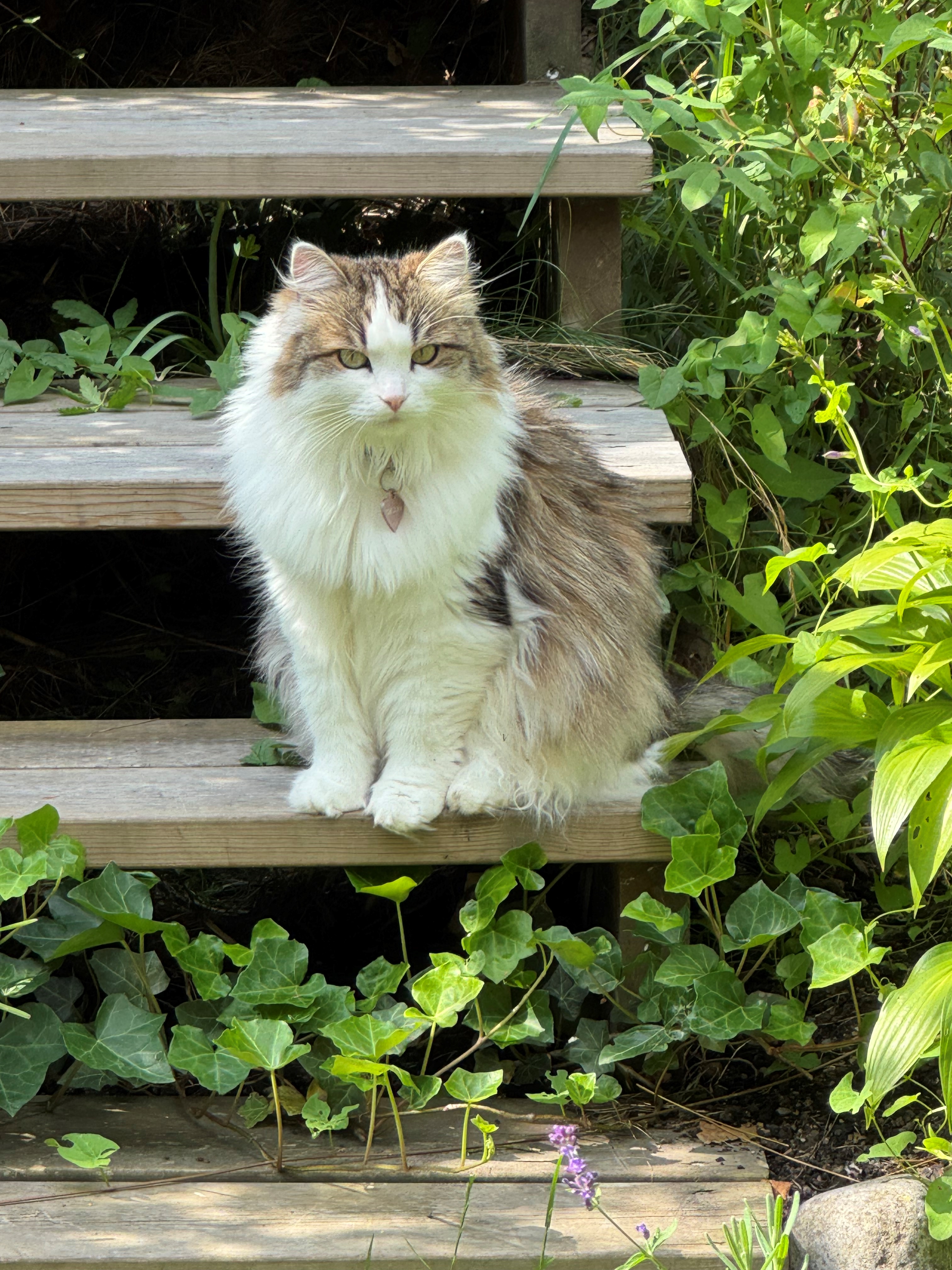 Sibirisk katt Titania